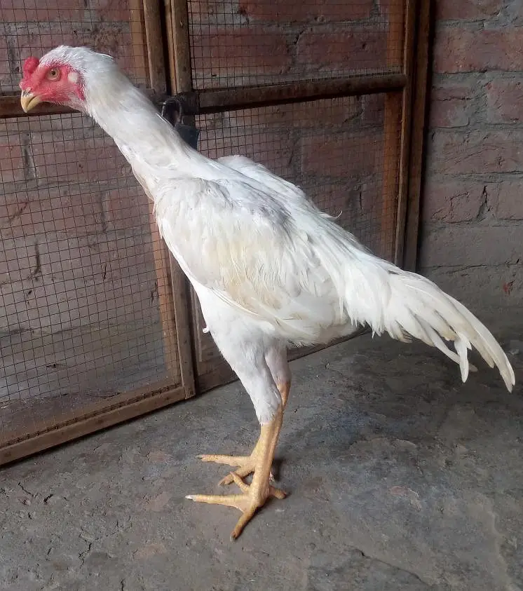 White shamo Aseel — photo 5