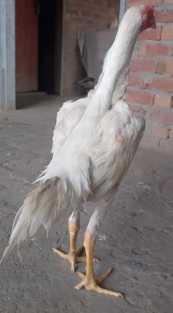 White shamo Aseel — photo 6
