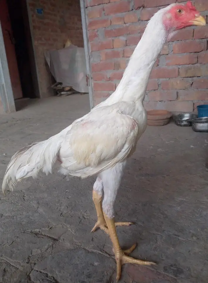 White shamo Aseel — photo 7