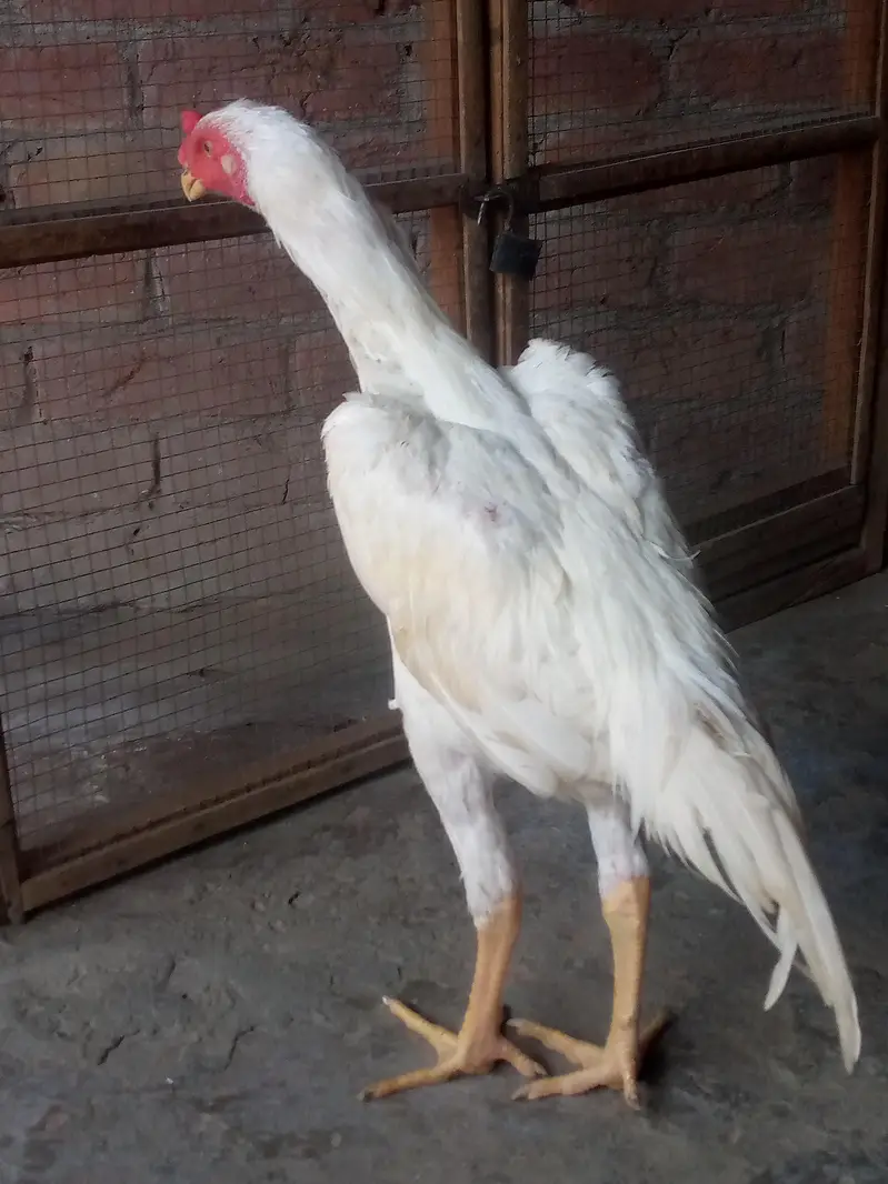 White shamo Aseel — photo 8