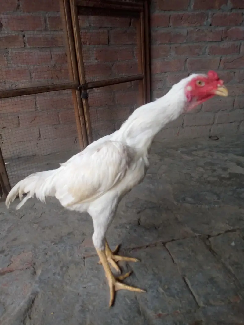White shamo Aseel — photo 9