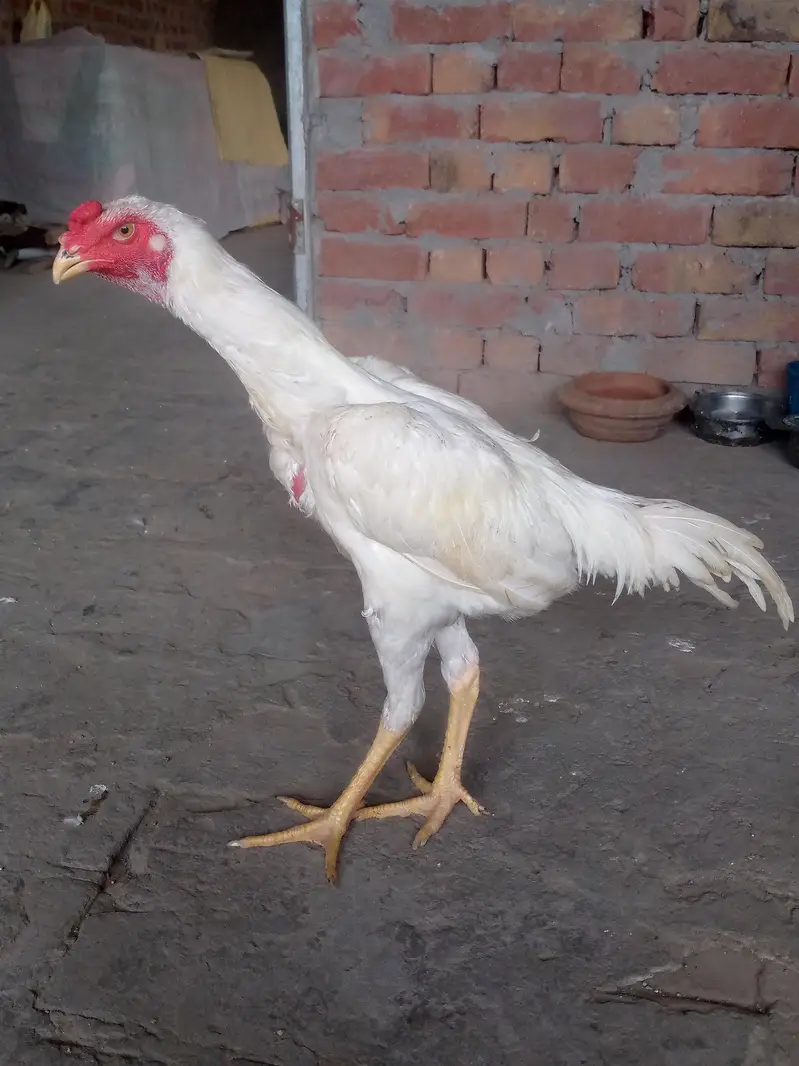 White shamo Aseel — photo 10
