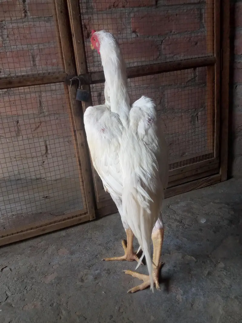 White shamo Aseel — photo 11