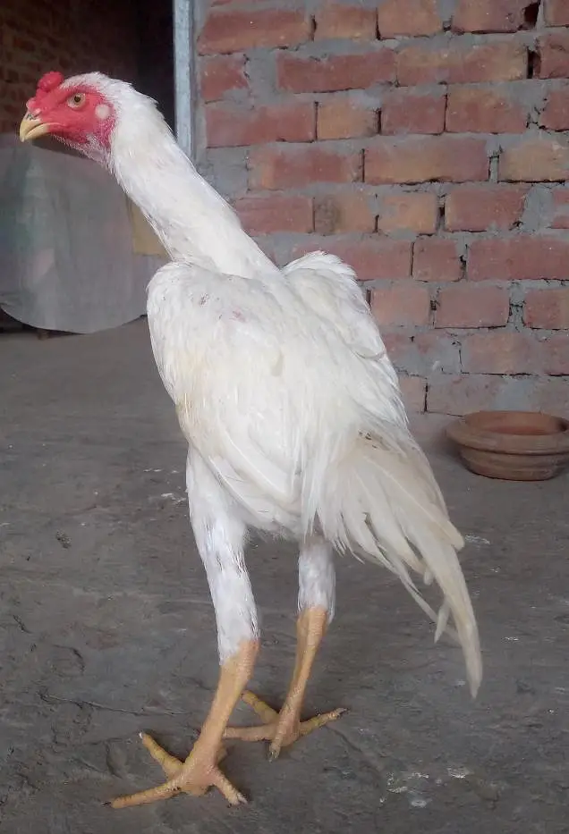 White shamo Aseel — photo 12