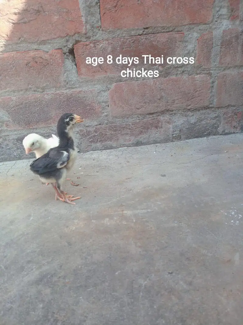 Thai cross aseel — photo 7
