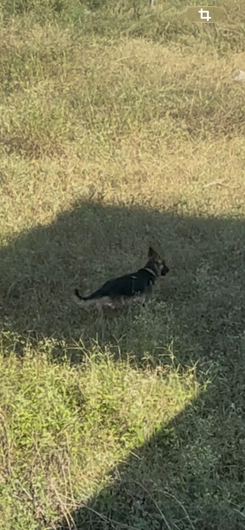 German Shepherd Puppy — photo 3