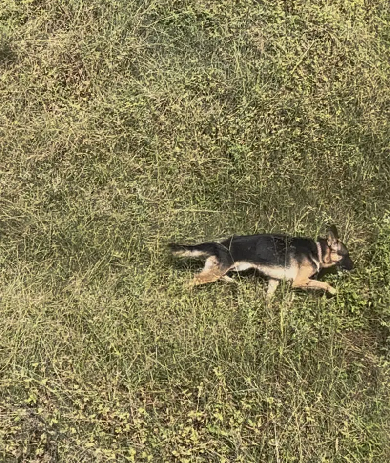 German Shepherd Puppy — photo 4