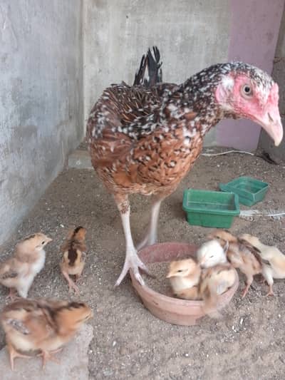 selling aseel jagerri chicks