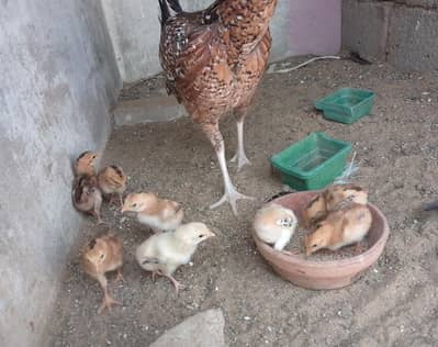 selling aseel jagerri chicks