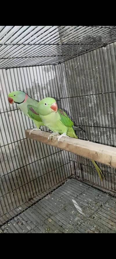 Raw parrot Kashmiri Raw parrot parrot