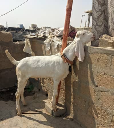 Gulabi Bakra hai