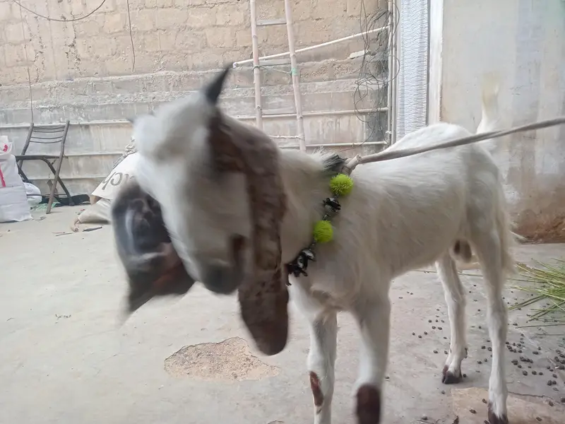 kamori 5 month ki hai — photo 2