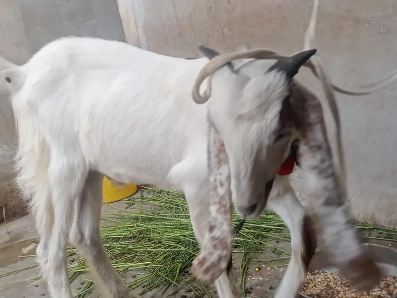 kamori 5 month ki hai — photo 3