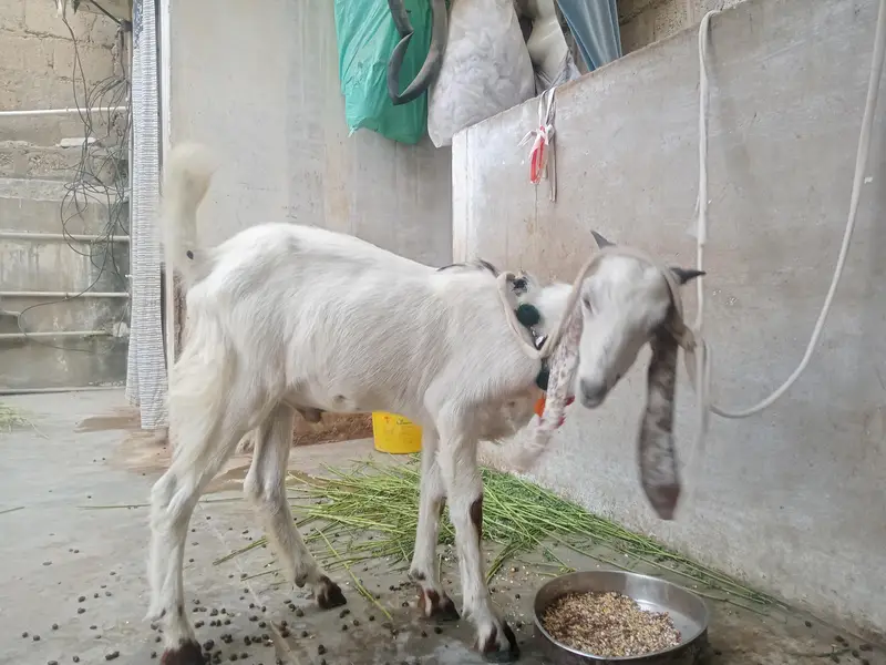 kamori 5 month ki hai — photo 5
