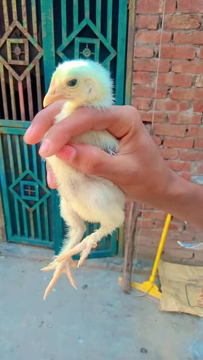 chicks and breader pair