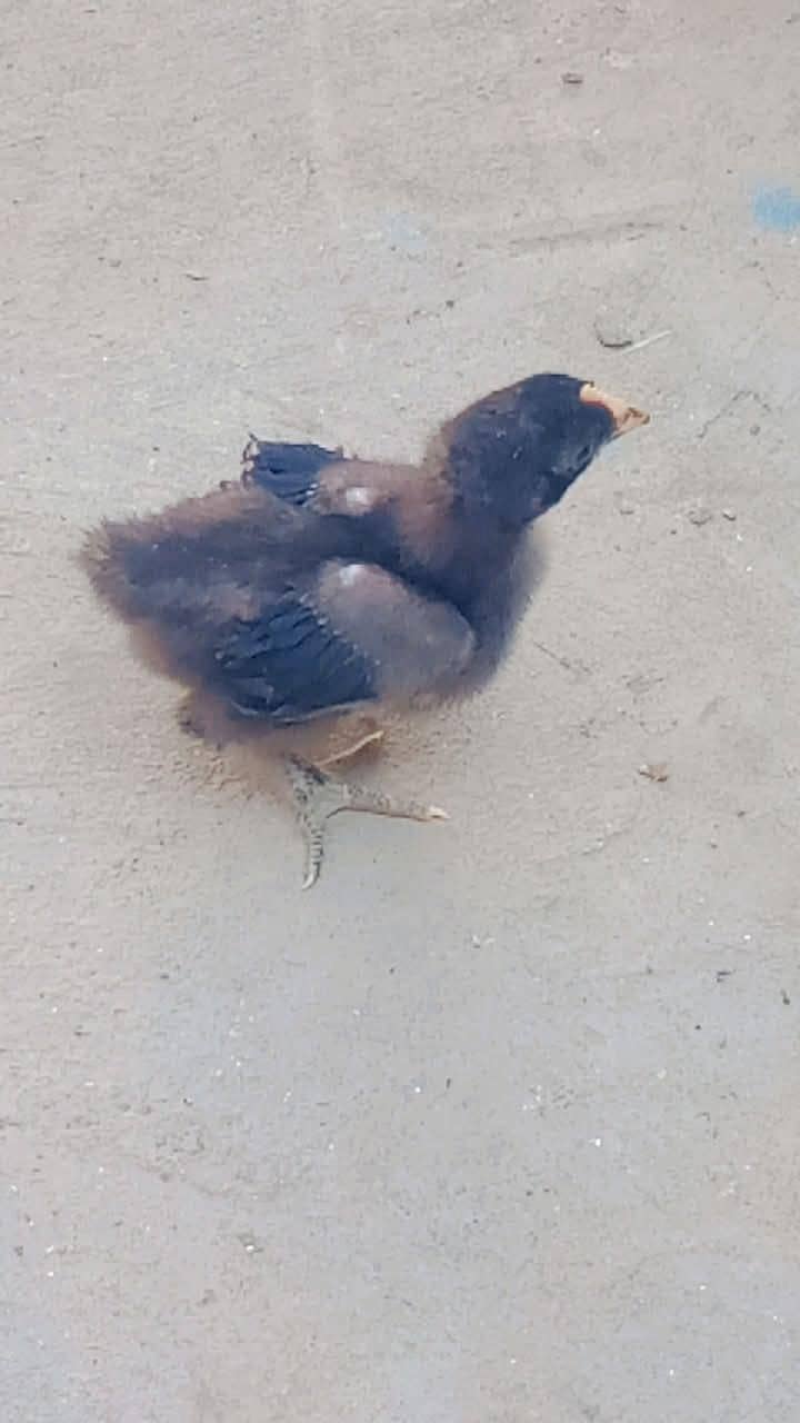 chicks and breader pair 1