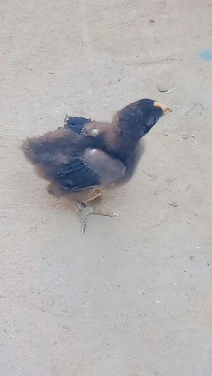 chicks and breader pair — photo 2
