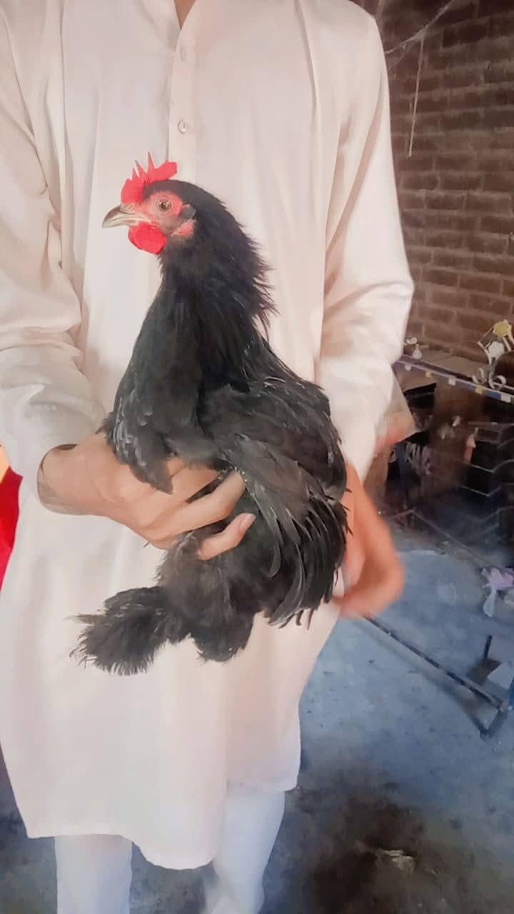 chicks and breader pair 2