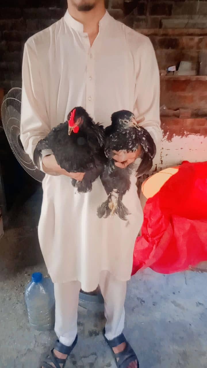 chicks and breader pair 3