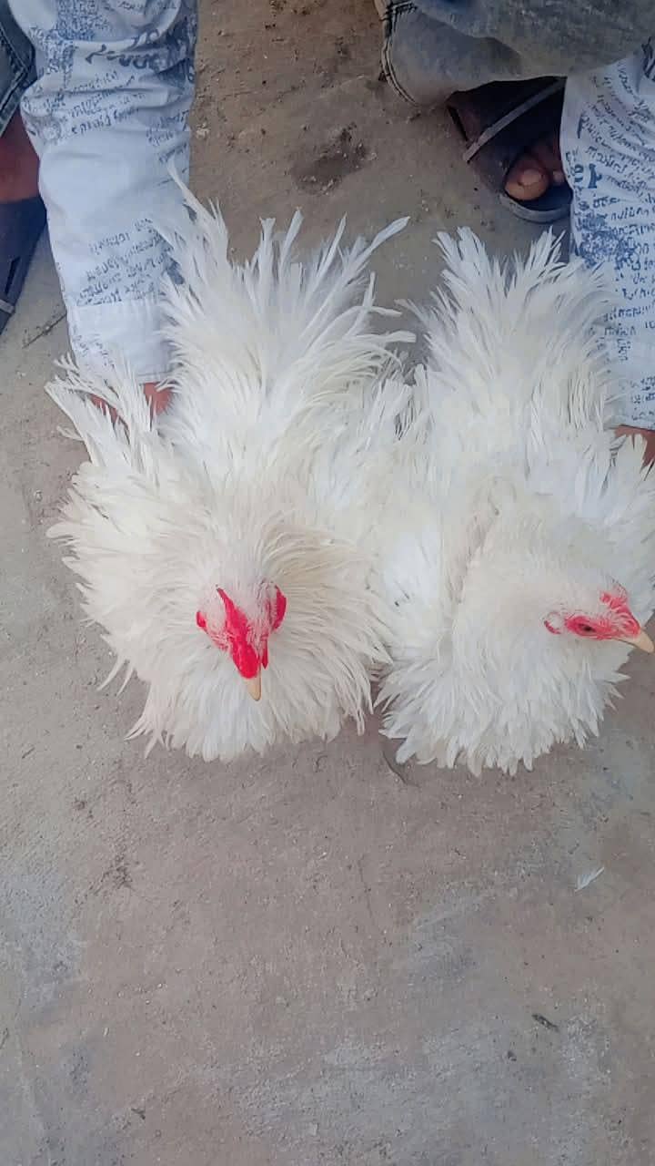 chicks and breader pair 4