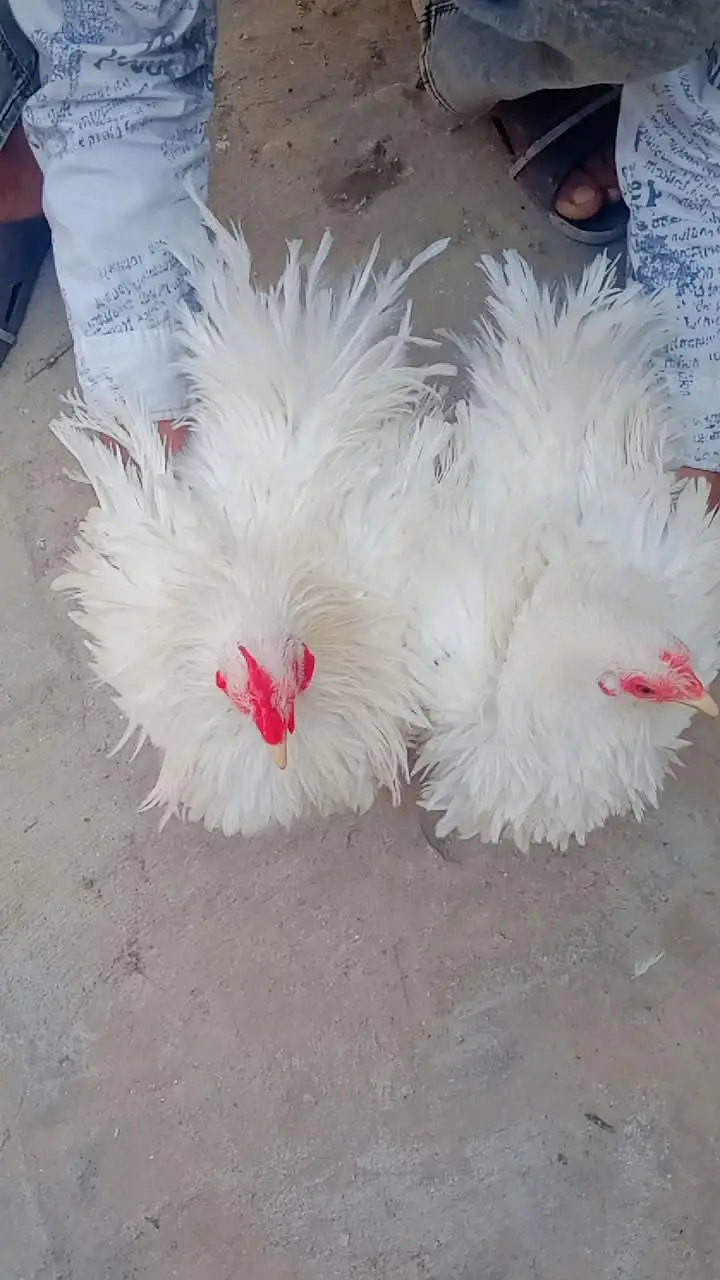 chicks and breader pair — photo 5