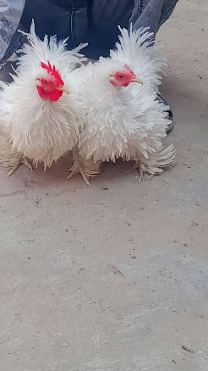 chicks and breader pair 5