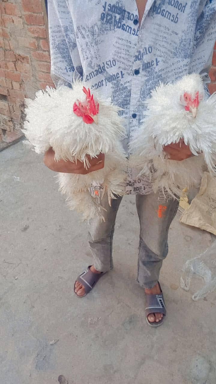 chicks and breader pair 6