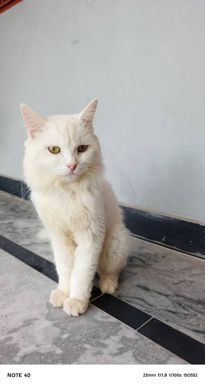 Cat for sell 0