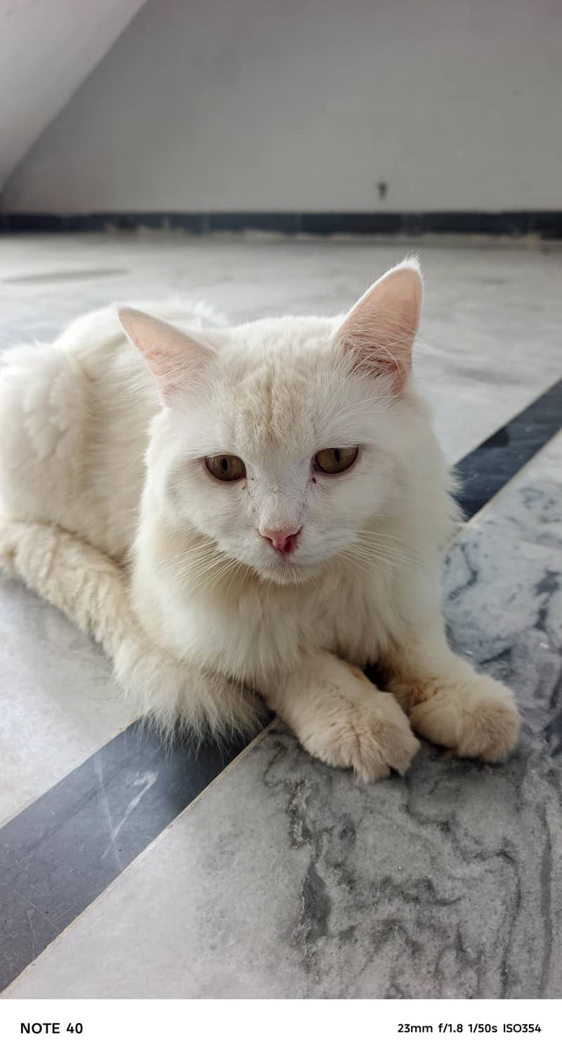 Cat for sell 1