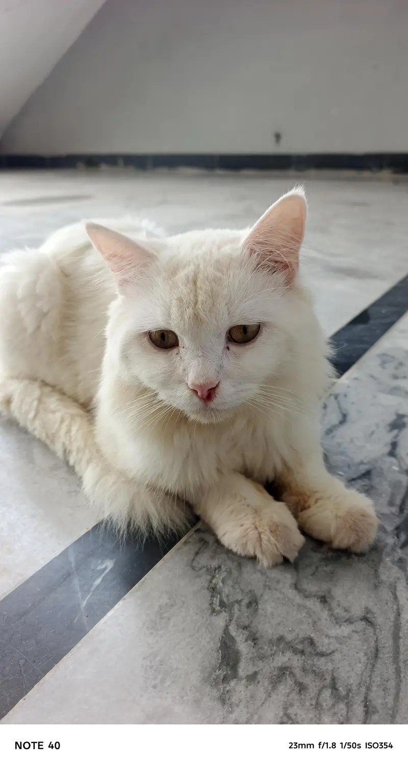 Cat for sell — photo 2