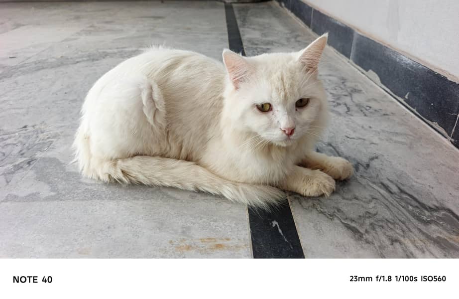Cat for sell 2
