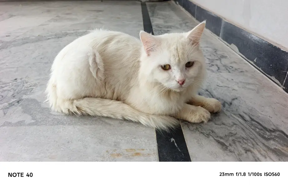 Cat for sell — photo 3