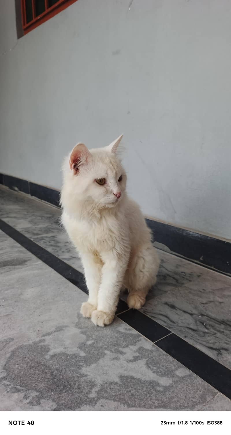 Cat for sell 3