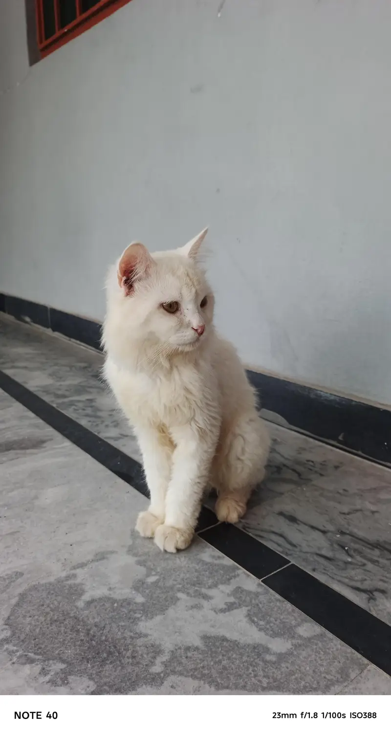 Cat for sell — photo 4