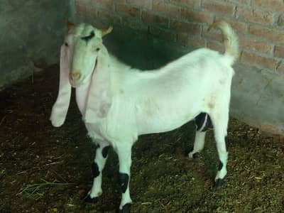 mashallah boht peyara Bakra hy