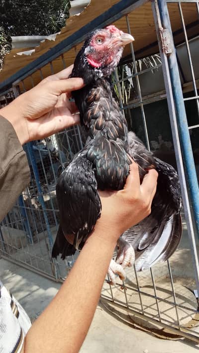 pure aseel medium size madi