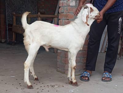 Dasi bakra Qurbani 2027