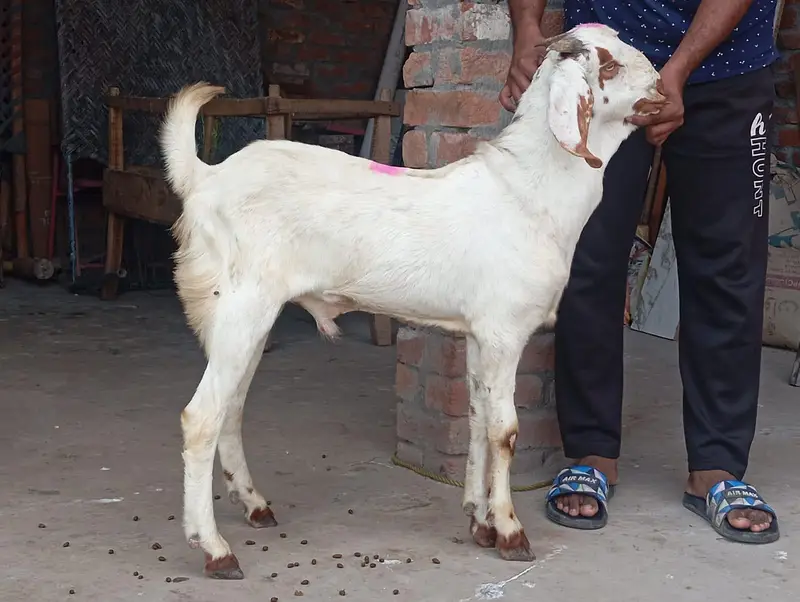 Dasi bakra Qurbani 2027 — photo 2