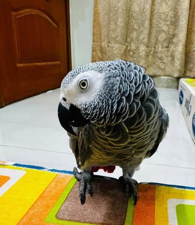 Female African Grey / Talkative parrot