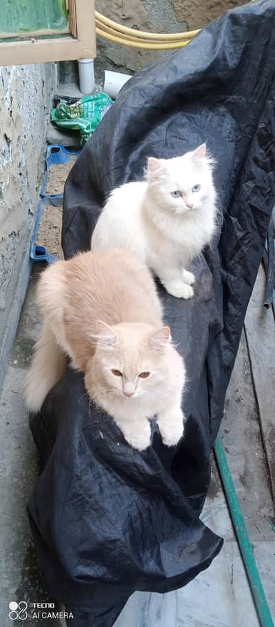 I am selling my peer persian cats
