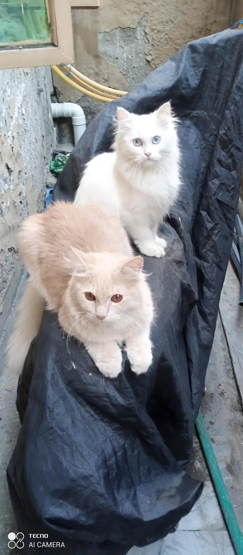 I am selling my peer persian cats — photo 2