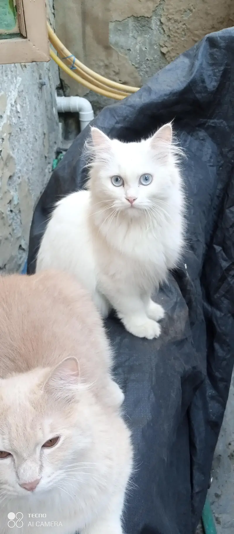 I am selling my peer persian cats — photo 3