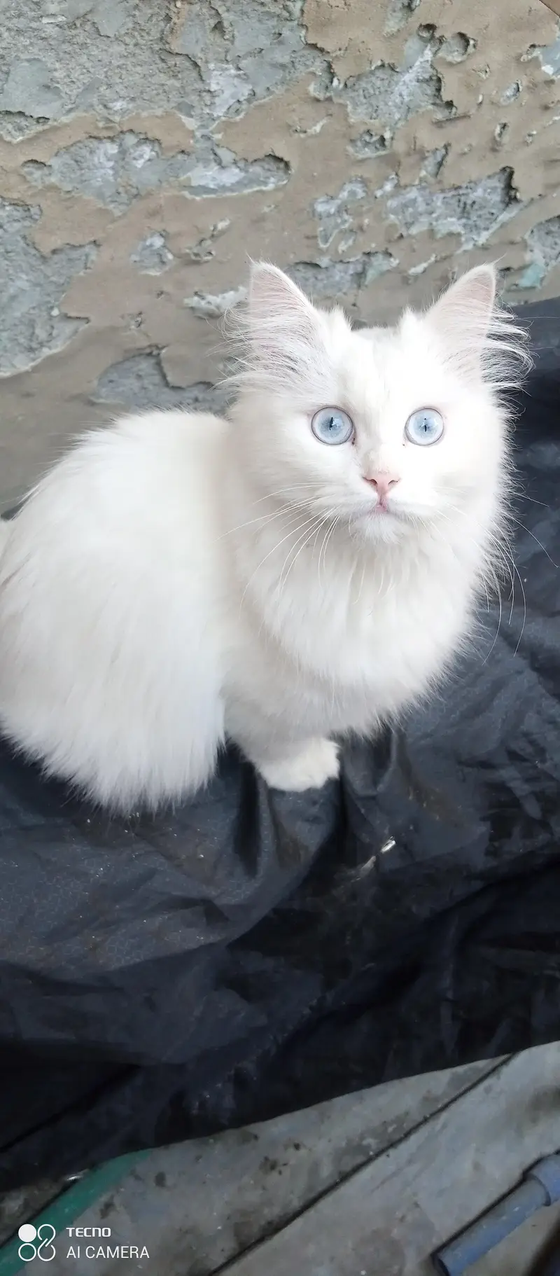 I am selling my peer persian cats — photo 4