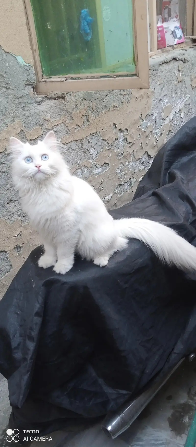 I am selling my peer persian cats — photo 5