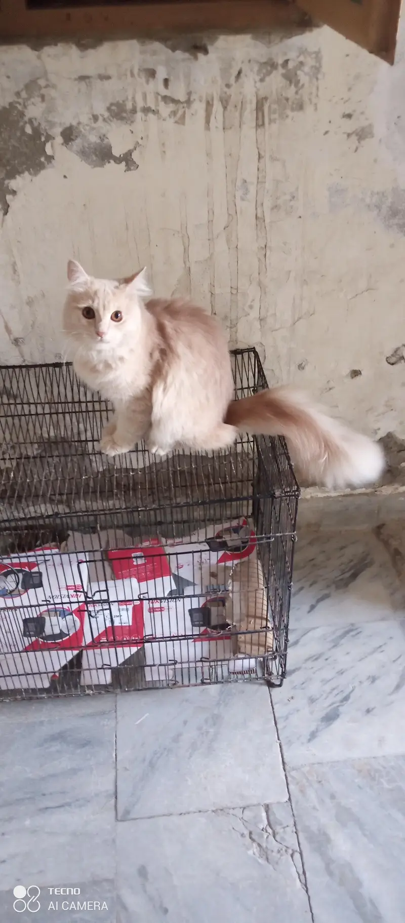 I am selling my peer persian cats — photo 6