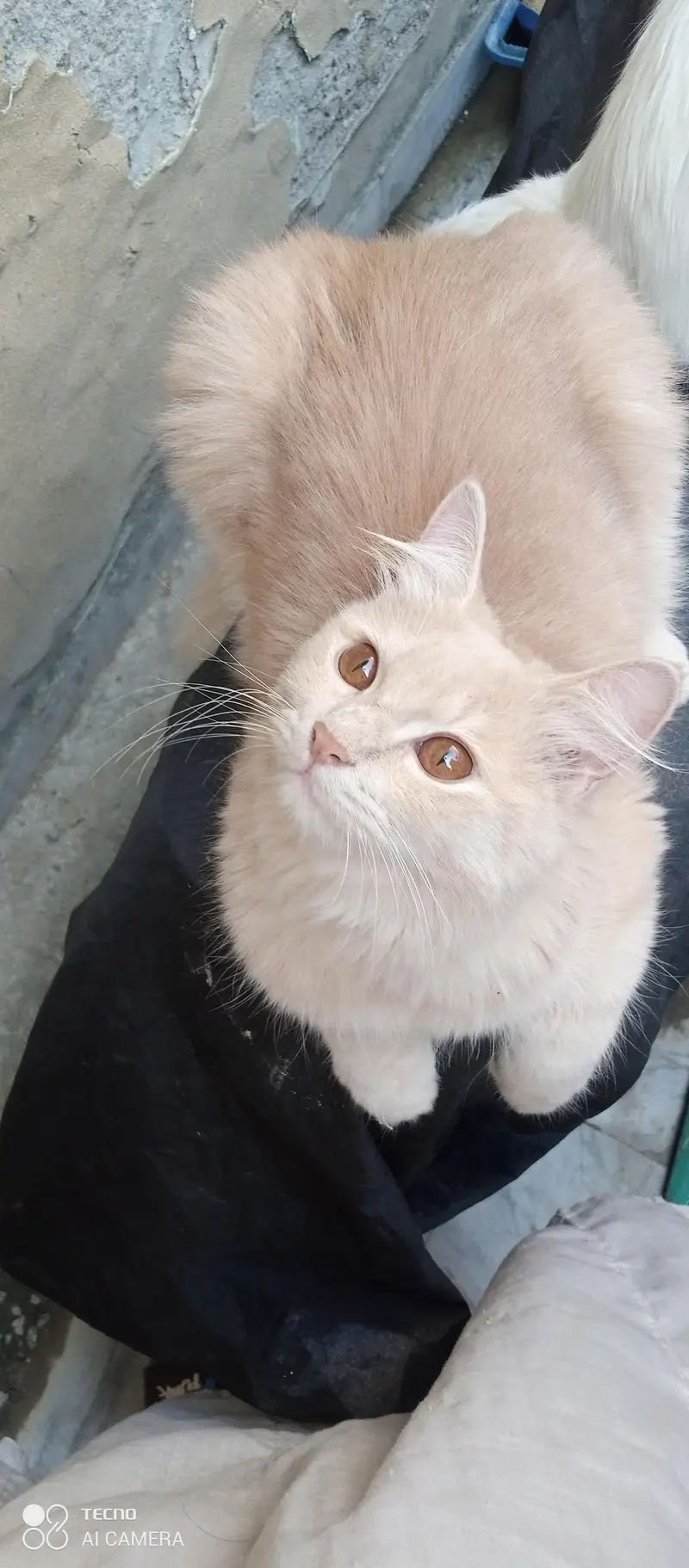 I am selling my peer persian cats — photo 7
