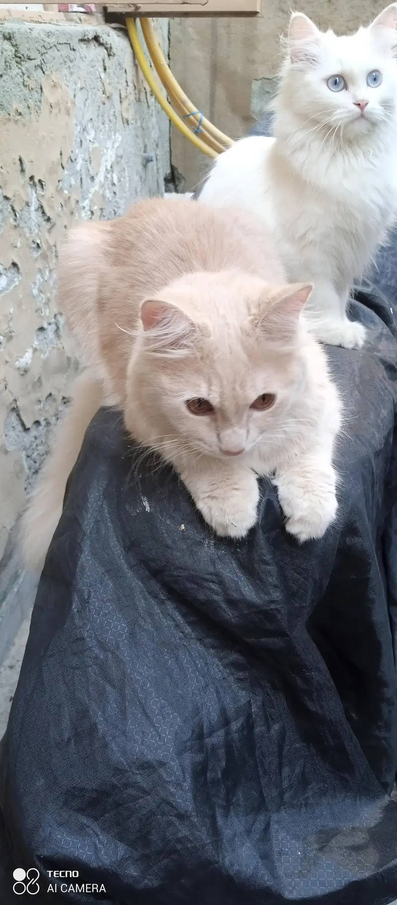 I am selling my peer persian cats — photo 8