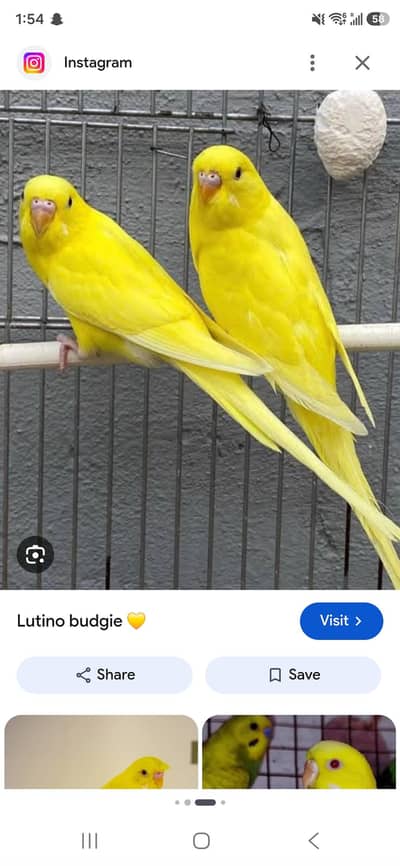 Looking to buy bajri pair