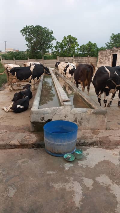 Dairy Farm For Sale