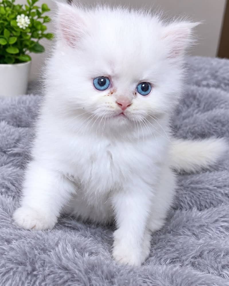 Persian cat 0